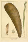 Long-leaved Pine (Pinus australis).