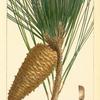Loblolly Pine (Pinus tæda).