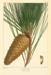 Loblolly Pine (Pinus tæda).