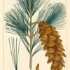 While [White] Pine (Pinus strobus).