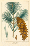 While [White] Pine (Pinus strobus).