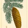 Norway Spruce Fir (Abies picea).