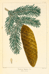 Norway Spruce Fir (Abies picea).