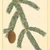 Black or Double Spruce (Abies nigra).