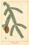 Black or Double Spruce (Abies nigra).