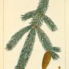 White or Single Spruce (Abies alba).