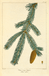White or Single Spruce (Abies alba).