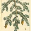 Hemlock Spruce (Abies canadensis).