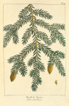 Hemlock Spruce (Abies canadensis).