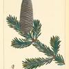 American Silver Fir, or Bal[sa]m of Gilead Fir (Abies balsamifera).