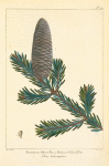 American Silver Fir, or Bal[sa]m of Gilead Fir (Abies balsamifera).