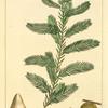Cypress (Cupressus disticha).
