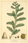 Cypress (Cupressus disticha).