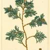 White Cedar (Cupressus thyoïdes).