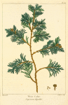White Cedar (Cupressus thyoïdes).