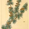 American Larch (Larix americana).