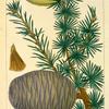 Cedar of Lebanon (Larix cedrus).