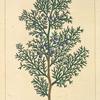 Red Cedar (Juniperus virginiana).