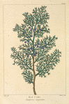 Red Cedar (Juniperus virginiana).