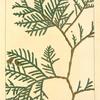 American Arbor vitæ, or White Cedar (Thuya occidentalis).