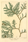 American Arbor vitæ, or White Cedar (Thuya occidentalis).