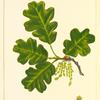Western Oak (Quercus garryana).