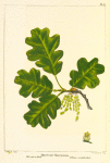 Western Oak (Quercus garryana).