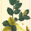 Holly-leaved Oak (Quercus agrifolia).