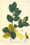 Holly-leaved Oak (Quercus agrifolia).