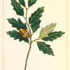 Rocky Mountain Oak (Quercus undulata).