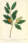 Rocky Mountain Oak (Quercus undulata).