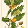Douglas's Oak (Quercus douglasii).