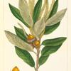 Dense-flowered Oak (Quercus densiflora).
