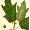 Lea's Oak (Quercus leana).