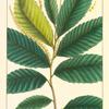 Dwarf Chestnut (Castanea alnifolia).