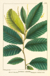 Dwarf Chestnut (Castanea alnifolia).