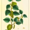 Western Birch (Betula occidentalis).
