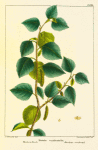 Western Birch (Betula occidentalis).