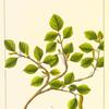Oval-leaved Birch (Betula rhombifolia).