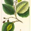 Oregon Alder (Alnus oregona).