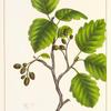 Thin-leaved Alder (Alnus tenuifolia).