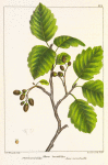 Thin-leaved Alder (Alnus tenuifolia).