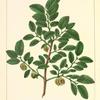 Opaque-leaved Elm (Ulmus opaca).