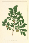 Opaque-leaved Elm (Ulmus opaca).