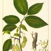 Thomas's Elm (Ulmus racemosa).