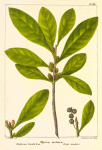 Inodorous Candle-tree (Myrica inodora).