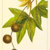 California Buttonwood, or Plane (Platanus racemosa).