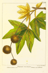 California Buttonwood, or Plane (Platanus racemosa).