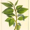 Narrow-leaved Balsam Poplar (Populus angustifolia).