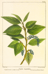 Narrow-leaved Balsam Poplar (Populus angustifolia).